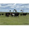 Image 3 : Bob Turner - 31 Angus/Exotic X Pairs (Lockwood, SK)