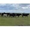 Image 4 : Bob Turner - 31 Angus/Exotic X Pairs (Lockwood, SK)