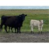 Image 7 : Bob Turner - 31 Angus/Exotic X Pairs (Lockwood, SK)