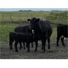 Image 8 : Bob Turner - 31 Angus/Exotic X Pairs (Lockwood, SK)