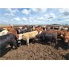 Image 6 : Ripple Rock Ranch - 740# Heifers - 160 Head (Fincastle, AB)