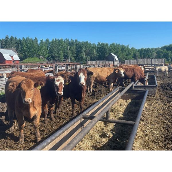 Ivan & Beverly Peterson - 900# Steers - 68 Head (Lindbergh, AB)