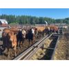 Image 1 : Ivan & Beverly Peterson - 900# Steers - 68 Head (Lindbergh, AB)
