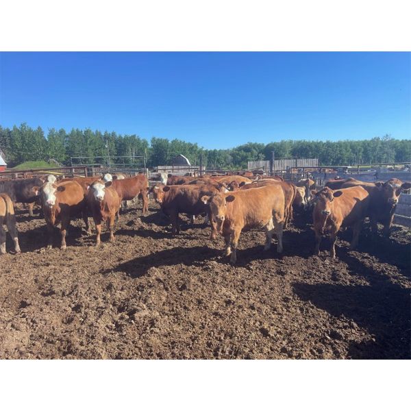 Ivan & Beverly Peterson - 850# Heifers - 70 Head (Lindbergh, AB)