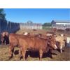 Image 7 : Ivan & Beverly Peterson - 850# Heifers - 70 Head (Lindbergh, AB)