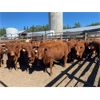 Image 1 : Van Loon Farms - 890# Heifers - 310 Head (Tiger Lily, AB)