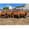 Image 3 : Van Loon Farms - 890# Heifers - 310 Head (Tiger Lily, AB)