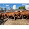 Image 5 : Van Loon Farms - 890# Heifers - 310 Head (Tiger Lily, AB)