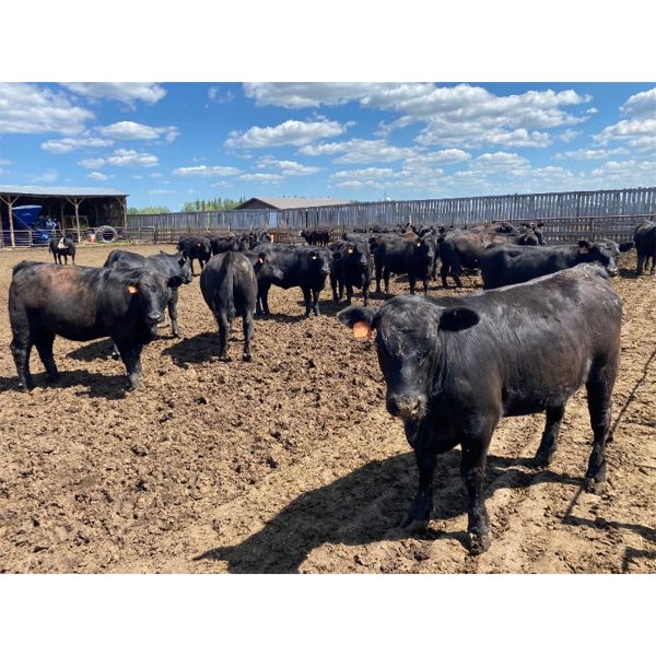 Van Loon Farms - 890# Heifers - 51 Head (Tiger Lily, AB)