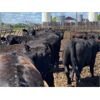 Image 6 : Van Loon Farms - 890# Heifers - 51 Head (Tiger Lily, AB)