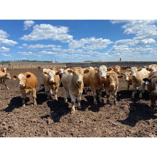 Van Loon Farms - 890# Heifers - 60 Head (Tiger Lily, AB)