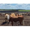 Image 6 : Van Loon Farms - 890# Heifers - 60 Head (Tiger Lily, AB)