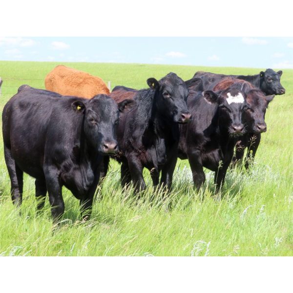 Rocky Meadows Ranch - 925# September Grass Heifers - 115 Head (Welwyn, SK)