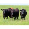 Image 2 : Rocky Meadows Ranch - 925# September Grass Heifers - 115 Head (Welwyn, SK)