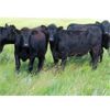 Image 4 : Rocky Meadows Ranch - 925# September Grass Heifers - 115 Head (Welwyn, SK)