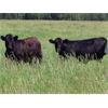 Image 5 : Rocky Meadows Ranch - 925# September Grass Heifers - 115 Head (Welwyn, SK)