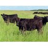 Image 6 : Rocky Meadows Ranch - 925# September Grass Heifers - 115 Head (Welwyn, SK)