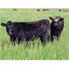 Image 7 : Rocky Meadows Ranch - 925# September Grass Heifers - 115 Head (Welwyn, SK)