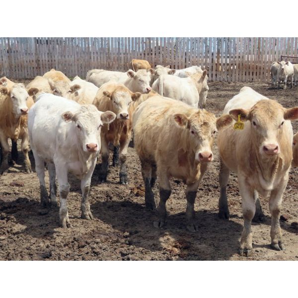 6 S Feeders Inc. - 975# September Yearling Heifers - 192 Head (Moosomin, SK)