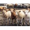 Image 2 : 6 S Feeders Inc. - 975# September Yearling Heifers - 192 Head (Moosomin, SK)
