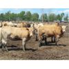 Image 6 : 6 S Feeders Inc. - 975# September Yearling Heifers - 192 Head (Moosomin, SK)