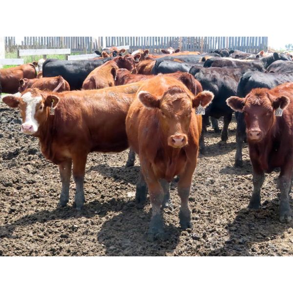 6 S Feeders Inc. - 850# Heifers - 477 Head (Moosomin, SK)