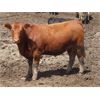 Image 4 : 6 S Feeders Inc. - 850# Heifers - 477 Head (Moosomin, SK)