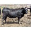 Image 5 : 6 S Feeders Inc. - 850# Heifers - 477 Head (Moosomin, SK)