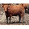Image 6 : 6 S Feeders Inc. - 850# Heifers - 477 Head (Moosomin, SK)