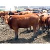 Image 8 : 6 S Feeders Inc. - 850# Heifers - 477 Head (Moosomin, SK)