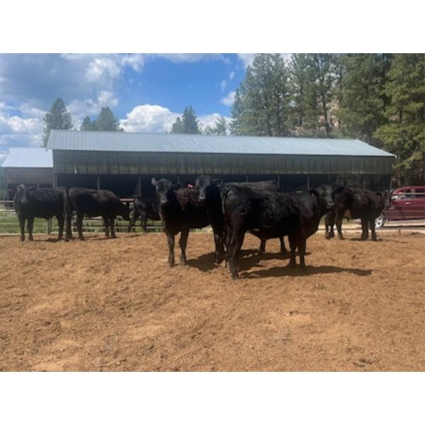 Moo Point Holdings - 750# Steers - 50 Head (Merritt, BC)