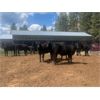 Image 1 : Moo Point Holdings - 750# Steers - 50 Head (Merritt, BC)
