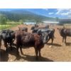 Image 3 : Moo Point Holdings - 750# Steers - 50 Head (Merritt, BC)