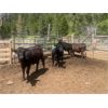Image 4 : Moo Point Holdings - 750# Steers - 50 Head (Merritt, BC)