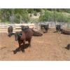 Image 5 : Moo Point Holdings - 750# Steers - 50 Head (Merritt, BC)
