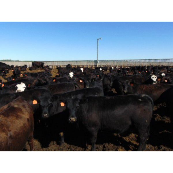 PSV Farms Ltd. - 920# Heifers - 60 Head (Enchant, AB)