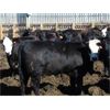 Image 3 : PSV Farms Ltd. - 920# Heifers - 60 Head (Enchant, AB)
