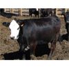 Image 8 : PSV Farms Ltd. - 920# Heifers - 60 Head (Enchant, AB)
