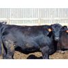 Image 9 : PSV Farms Ltd. - 920# Heifers - 60 Head (Enchant, AB)