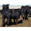 Image 2 : PSV Farms Ltd. - 920# Heifers - 60 Head (Enchant, AB)