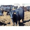 Image 5 : PSV Farms Ltd. - 920# Heifers - 60 Head (Enchant, AB)