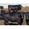 Image 6 : PSV Farms Ltd. - 920# Heifers - 60 Head (Enchant, AB)