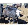 Image 7 : PSV Farms Ltd. - 920# Heifers - 60 Head (Enchant, AB)