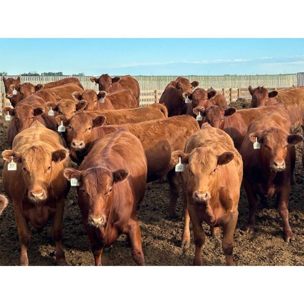 PSV Farms Ltd. - 875# Heifers - 70 Head (Enchant, AB)