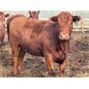 Image 4 : PSV Farms Ltd. - 875# Heifers - 70 Head (Enchant, AB)