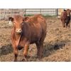 Image 7 : PSV Farms Ltd. - 875# Heifers - 70 Head (Enchant, AB)