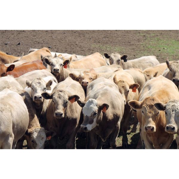 LZ Farms Inc. - 900# Steers - 46 Head (Kyle, SK)