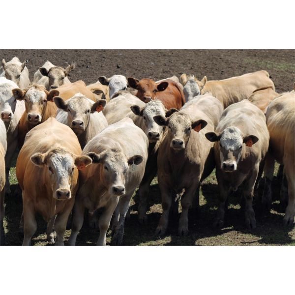LZ Farms Inc. - 810# Heifers - 36 Head (Kyle, SK)