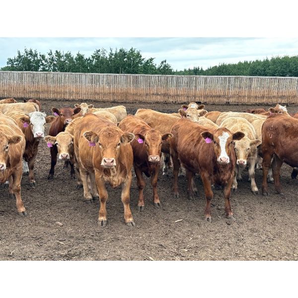 Verle Unrah - 780# Heifers - 78 Head (Dewberry, AB)