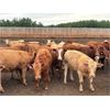 Image 4 : Verle Unrah - 780# Heifers - 78 Head (Dewberry, AB)